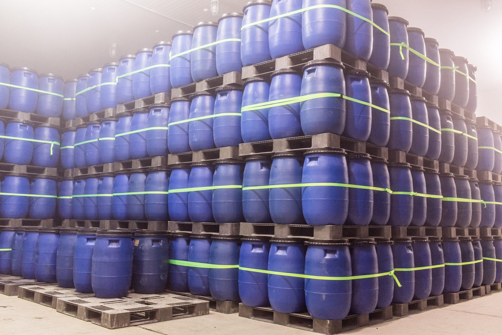 proceso camara frio golpe camu camu sanshin